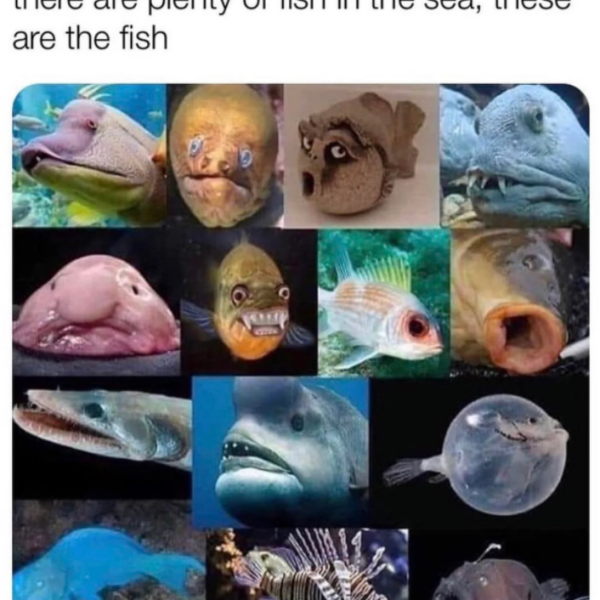 A Sea Full of Fish